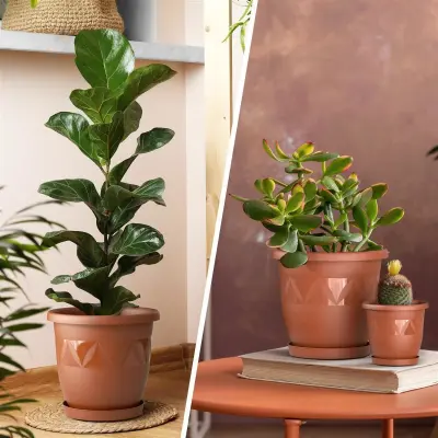 Bringen Sie Leben in Ihr Wohnzimmer: Tipps für Indoor-Pflanzen und stilvolles Arrangement - Wohnzimmerpflanzen: Stilvoller Indoor-Look mit Plastard Blumentopf Capri