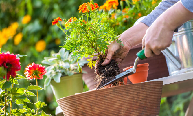 🌷 Frühjahrsputz im Garten: Tipps für einen gesunden Start in die Saison - 🌷 Frühjahrsputz im Garten: Tipps für einen gesunden Start in die Saison
