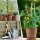 Blumentopf Milano mit Untersetzer Terrakotta Ø 26 cm